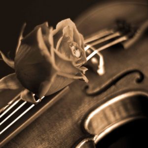 download Rose and Violin Wallpaper – Music Wallpaper (28520430) – Fanpop