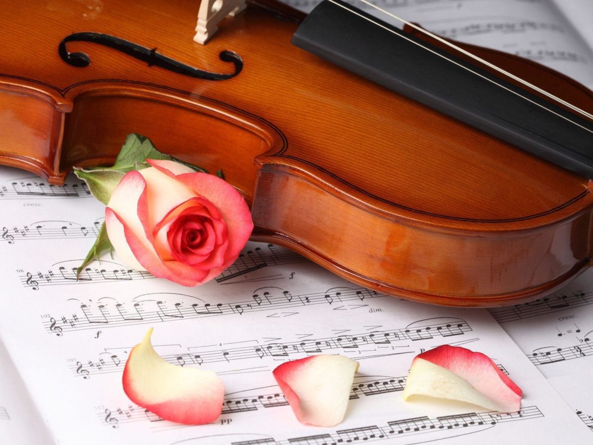 Rose Flower And Violin Wallpaper Free Download #6442 Wallpaper …