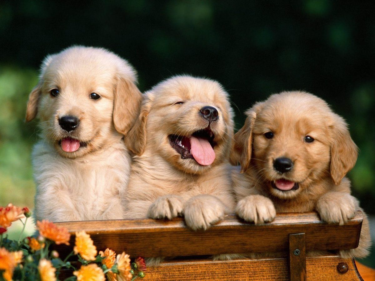 Golden Retriever Puppies wallpapers – HD Wallpapers Inn