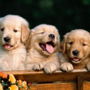 download Golden Retriever Puppies wallpapers – HD Wallpapers Inn
