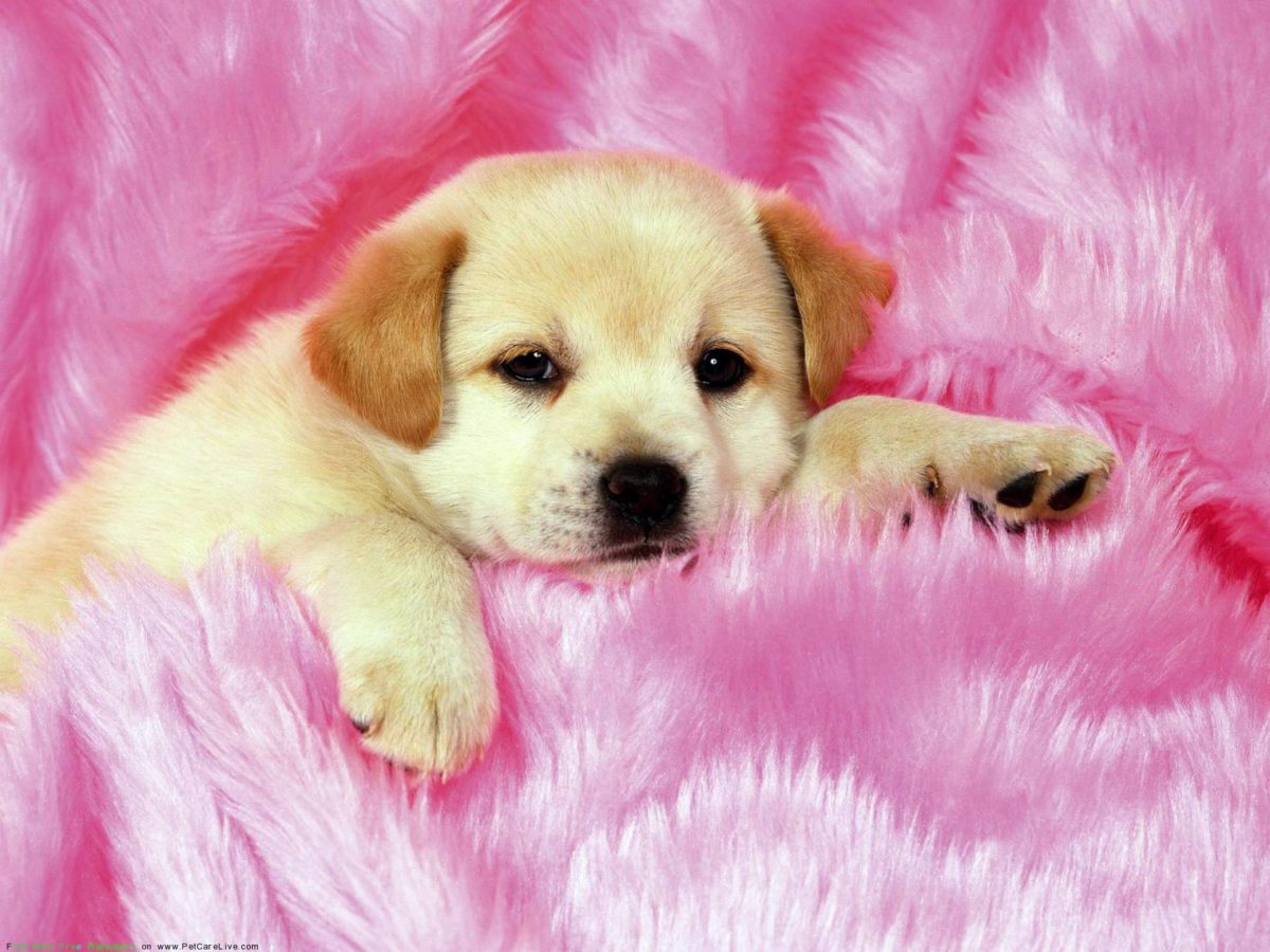Cute Puppies Wallpapers – HD Wallpapers Inn