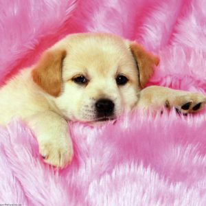 download Cute Puppies Wallpapers – HD Wallpapers Inn