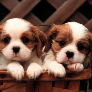 download Cute Baby Puppies Wallpaper Widescreen 2 HD Wallpapers | Planezen.com