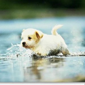download Cute Puppies HD Wallpaper High Quality – Best Wallpapers | Best …