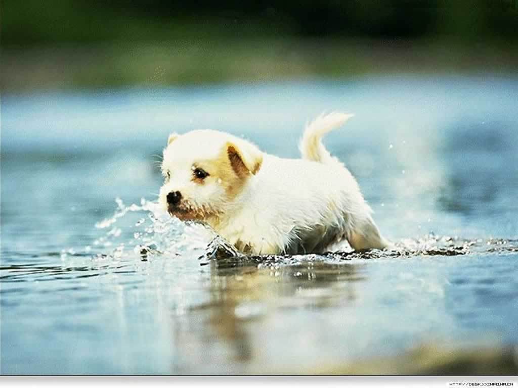 Cute Puppies HD Wallpaper High Quality – Best Wallpapers | Best …