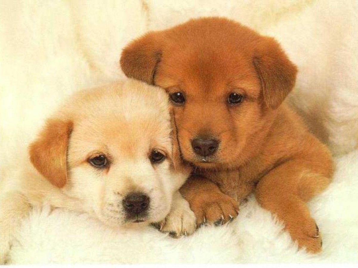 Puppies Wallpaper – Animal Backgrounds