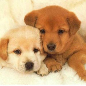 download Puppies Wallpaper – Animal Backgrounds