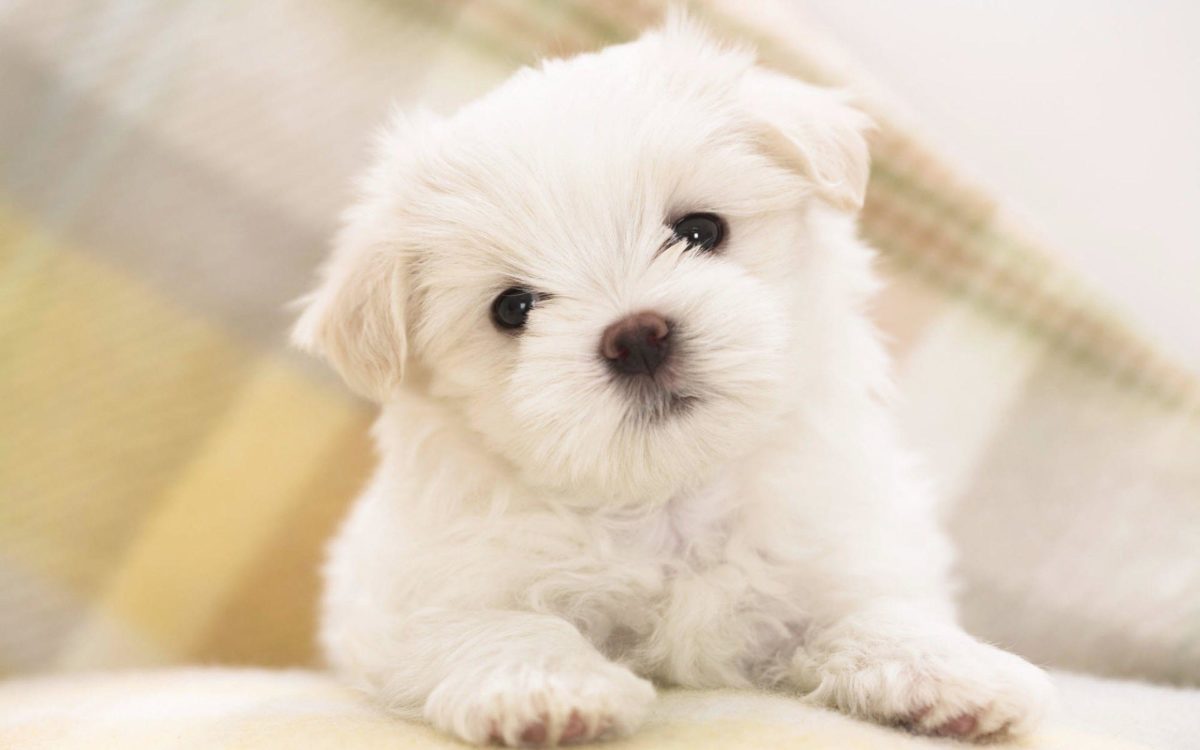 Wallpapers For > Cute Puppy Wallpaper Hd
