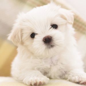 download Wallpapers For > Cute Puppy Wallpaper Hd