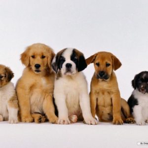 download Puppy Wallpaper – Dogs Wallpaper (7013390) – Fanpop