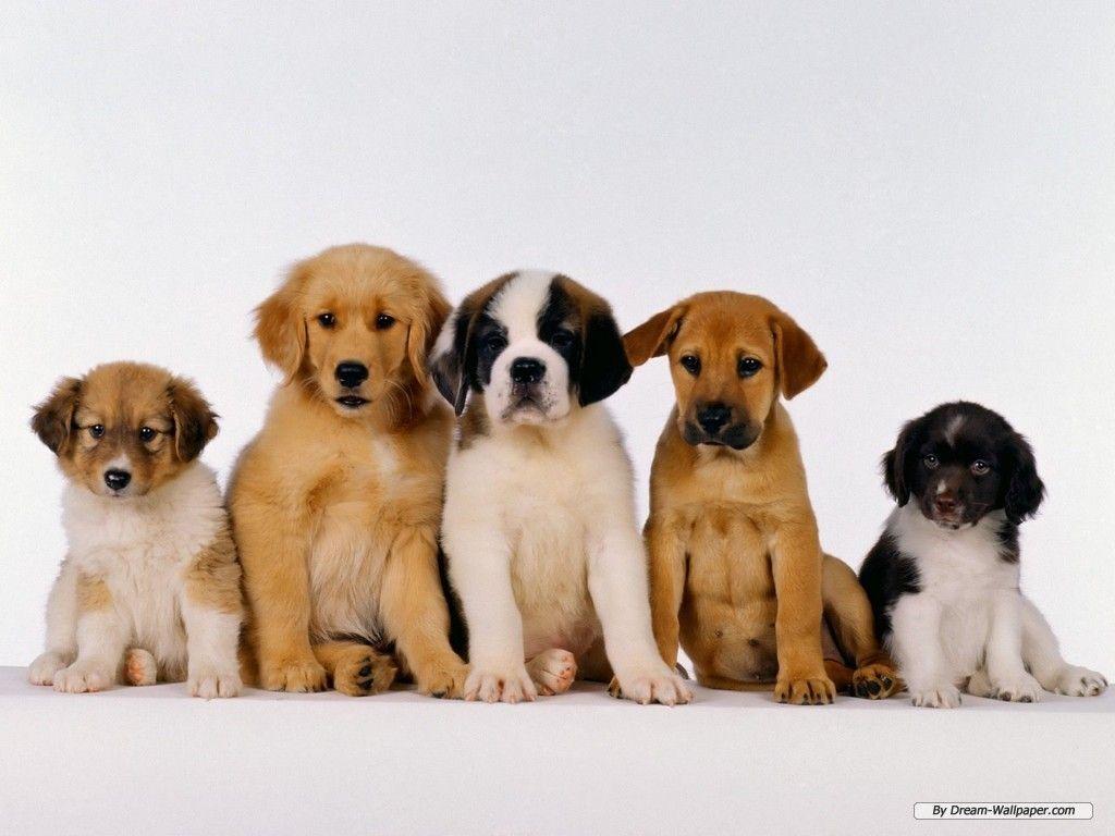 Puppy Wallpaper – Dogs Wallpaper (7013390) – Fanpop