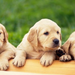 download Puppies HD Wallpapers – HD Wallpapers Inn