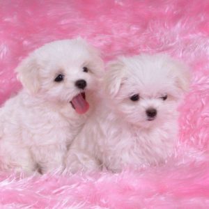 download Wallpapers of Puppies Pictures | Free Desk Wallpapers