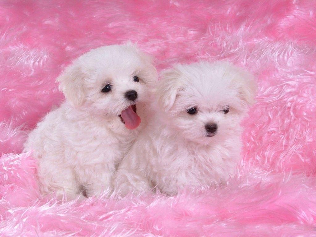 Wallpapers of Puppies Pictures | Free Desk Wallpapers