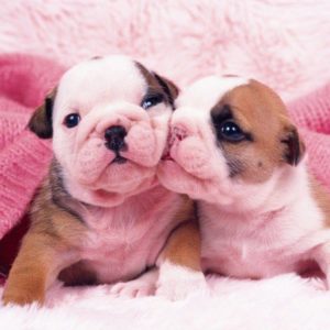 download Cute Baby Puppies Background Wallpaper
