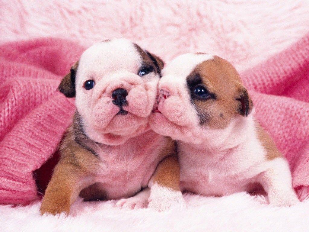 Cute Baby Puppies Background Wallpaper
