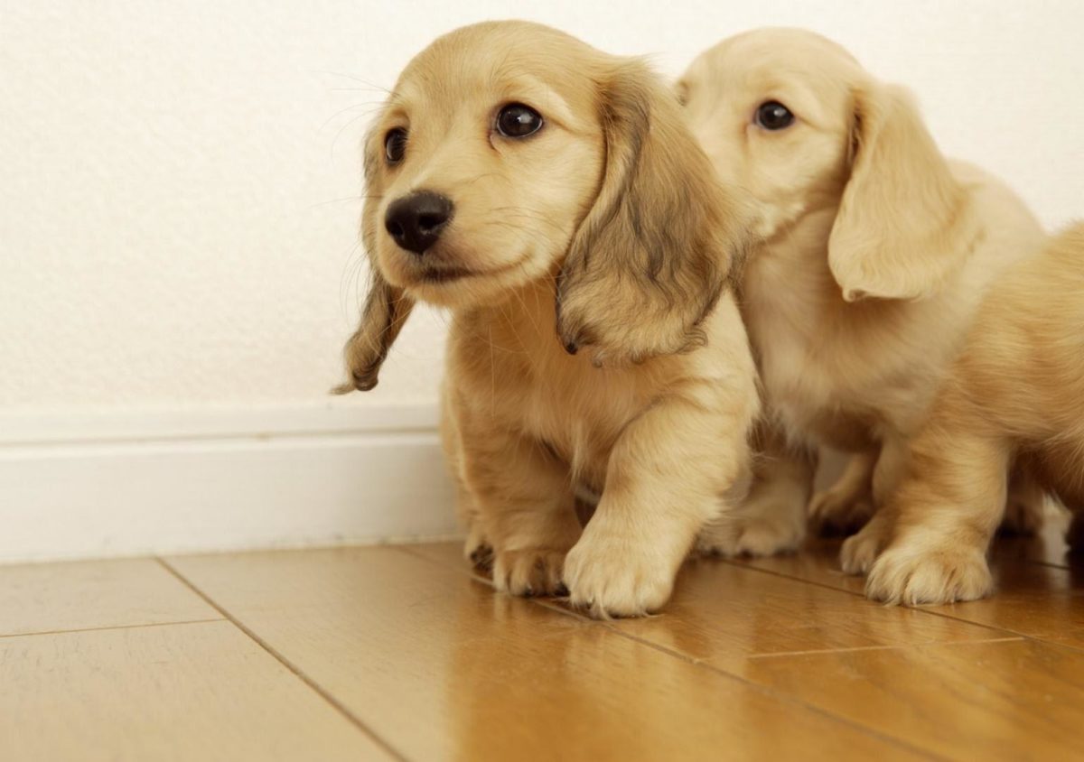Wallpapers For > Wallpaper Of Puppies