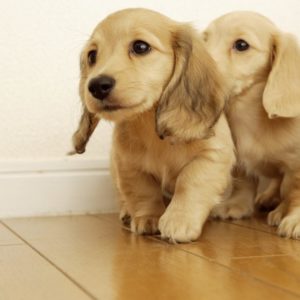 download Wallpapers For > Wallpaper Of Puppies