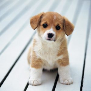 download Puppies Wallpapers – Viewing Gallery