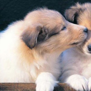 download Wallpapers For > Puppy Wallpaper Widescreen Hd