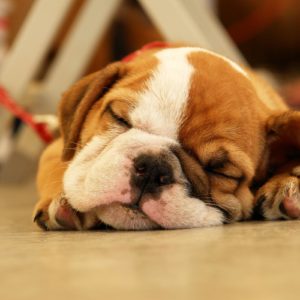 download Wallpapers For > Hd Wallpapers Of Puppies