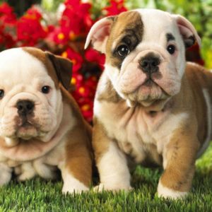 download English Bulldog Puppies Wallpaper 1080p « Desktop Background …
