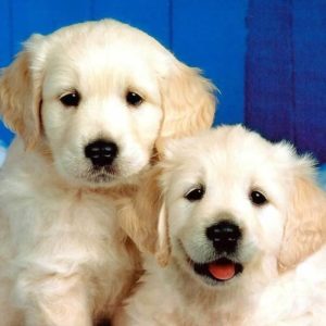 download Puppies! <3 – Dogs Wallpaper (1993812) – Fanpop