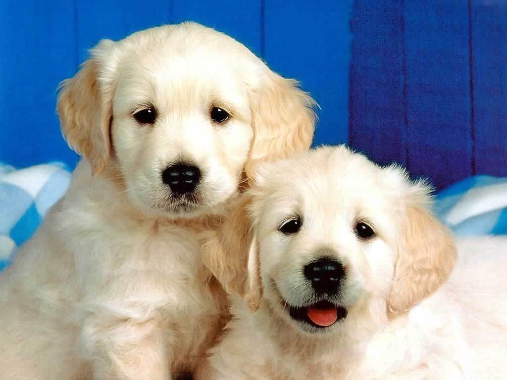 Puppies! <3 – Dogs Wallpaper (1993812) – Fanpop
