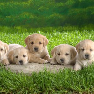 download Wallpapers For > Puppies Wallpaper For Desktop