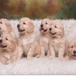 download Cute Puppies Pictures & Wallpaper of Dog Breeds