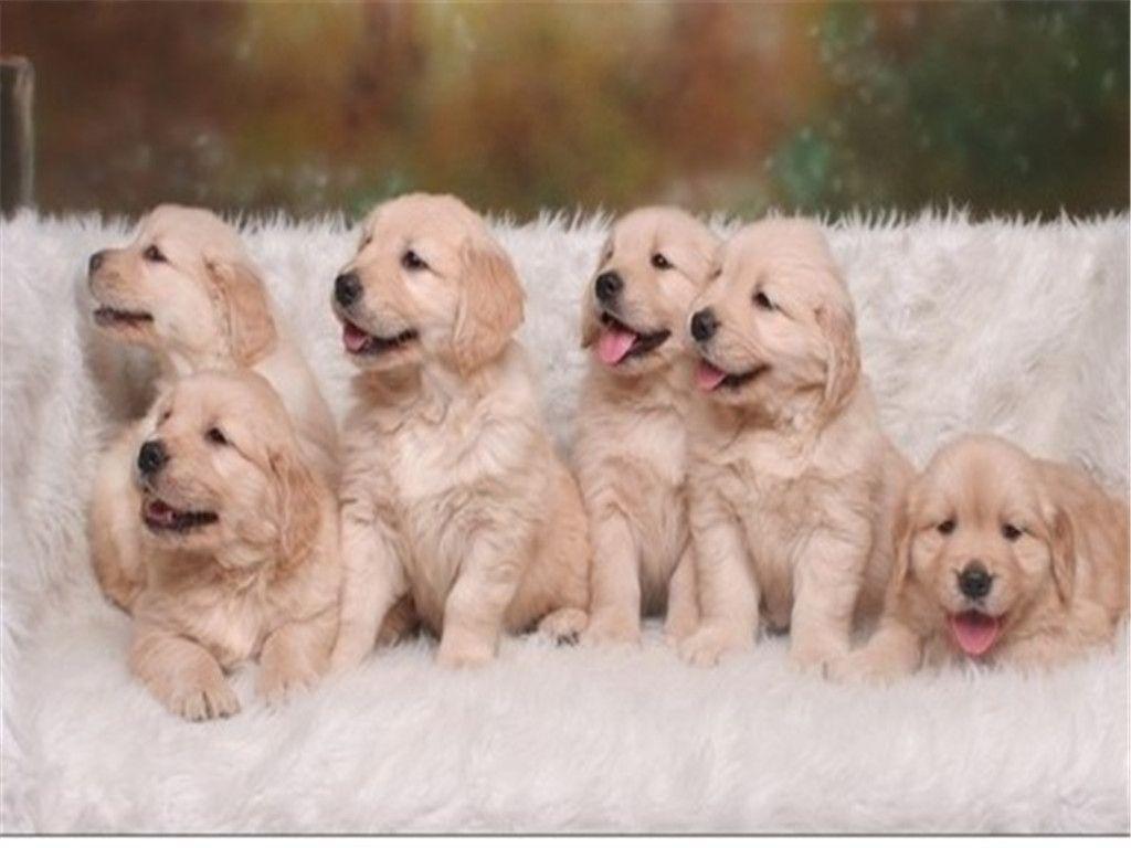 Cute Puppies Pictures & Wallpaper of Dog Breeds