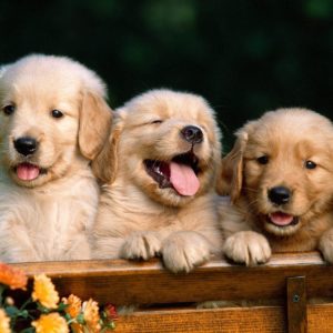 download Wallpapers For > Wallpaper Of Puppies
