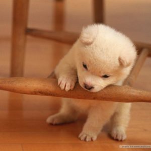 download Cute Puppies Wallpapers