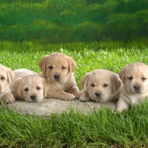 download puppies backgrounds – 1920×1080 High Definition Wallpaper …