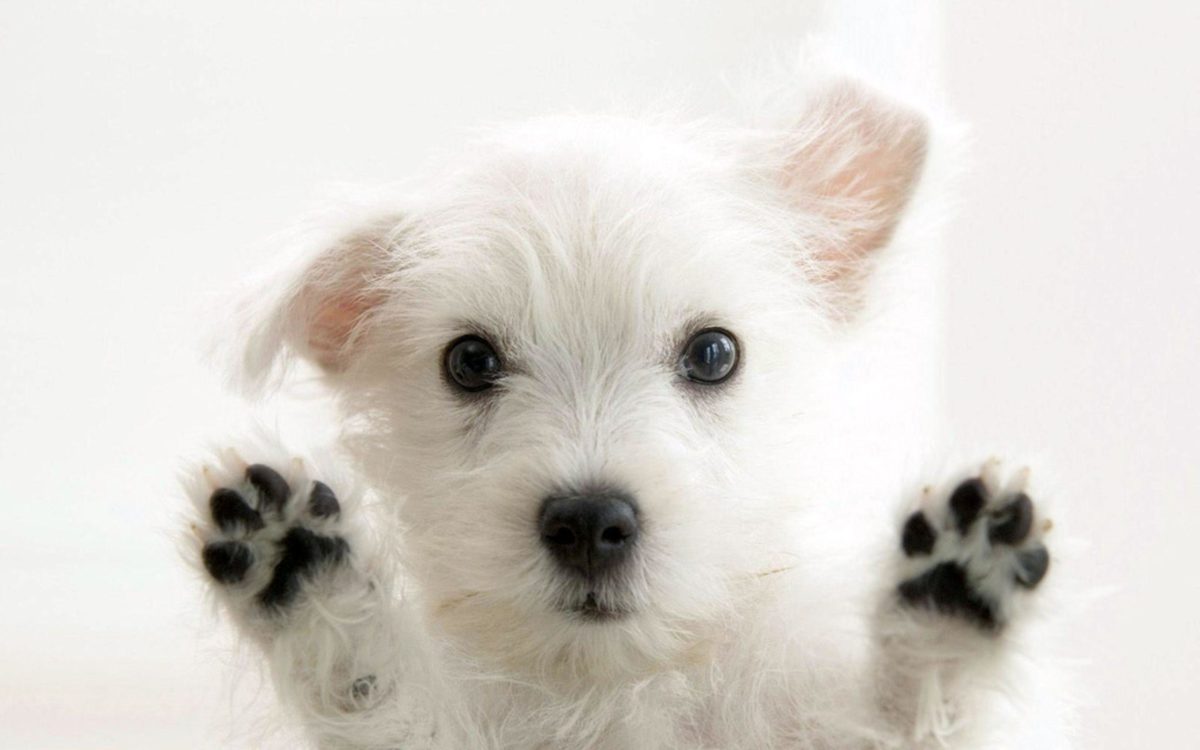 Funny White Cute Puppies, Animals Wallpaper, hd phone wallpapers …
