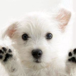 download Funny White Cute Puppies, Animals Wallpaper, hd phone wallpapers …
