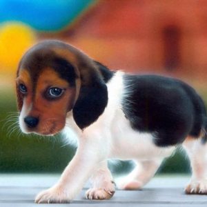 download Beagle Puppy Wallpaper | Customity