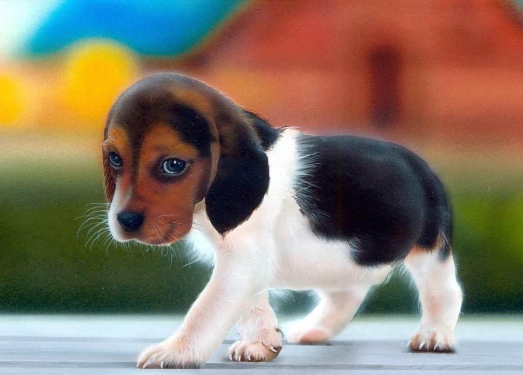 Beagle Puppy Wallpaper | Customity