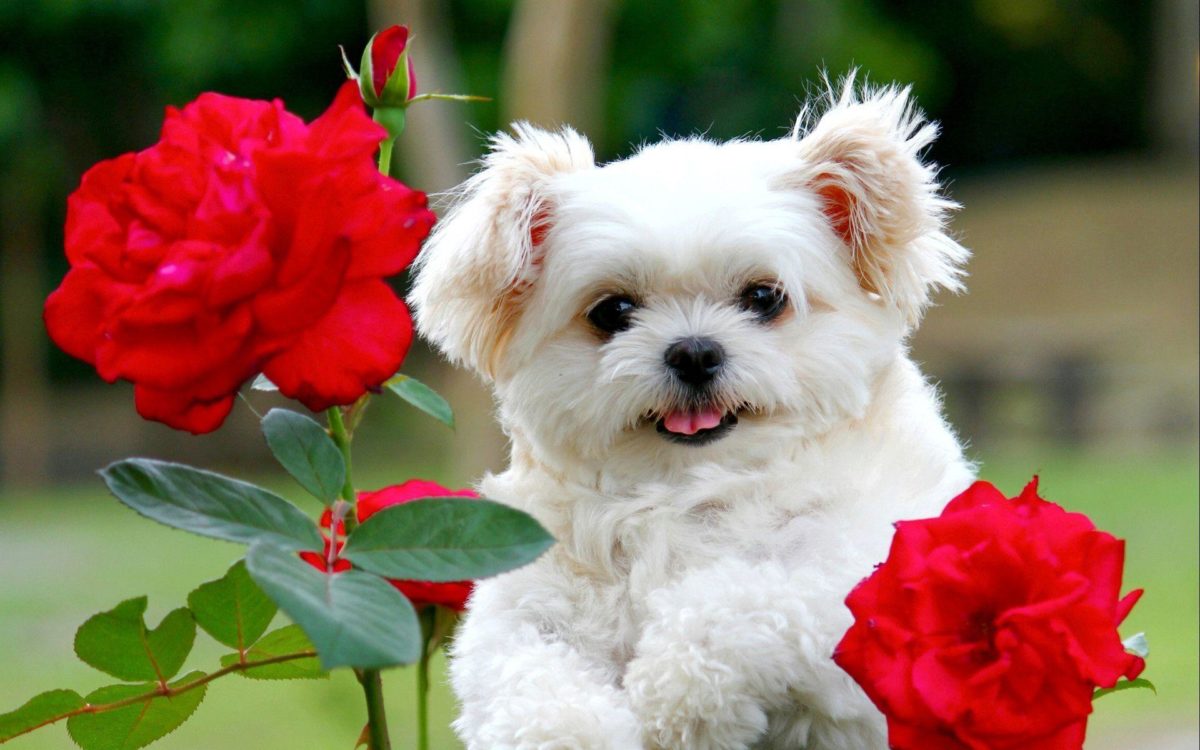 Images For > Cute Puppies Wallpaper Backgrounds