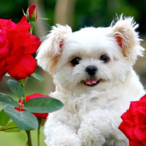download Images For > Cute Puppies Wallpaper Backgrounds