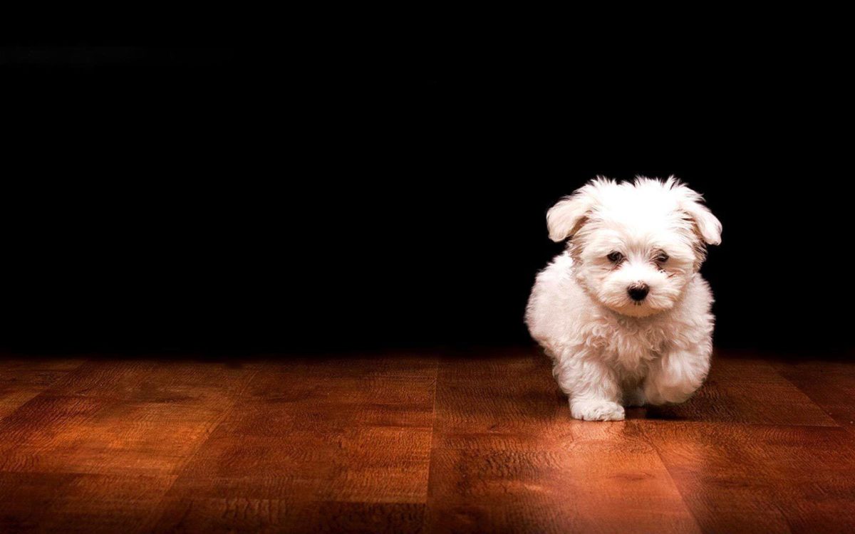 Wallpapers For > Cute Black Puppies Wallpaper