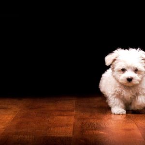 download Wallpapers For > Cute Black Puppies Wallpaper