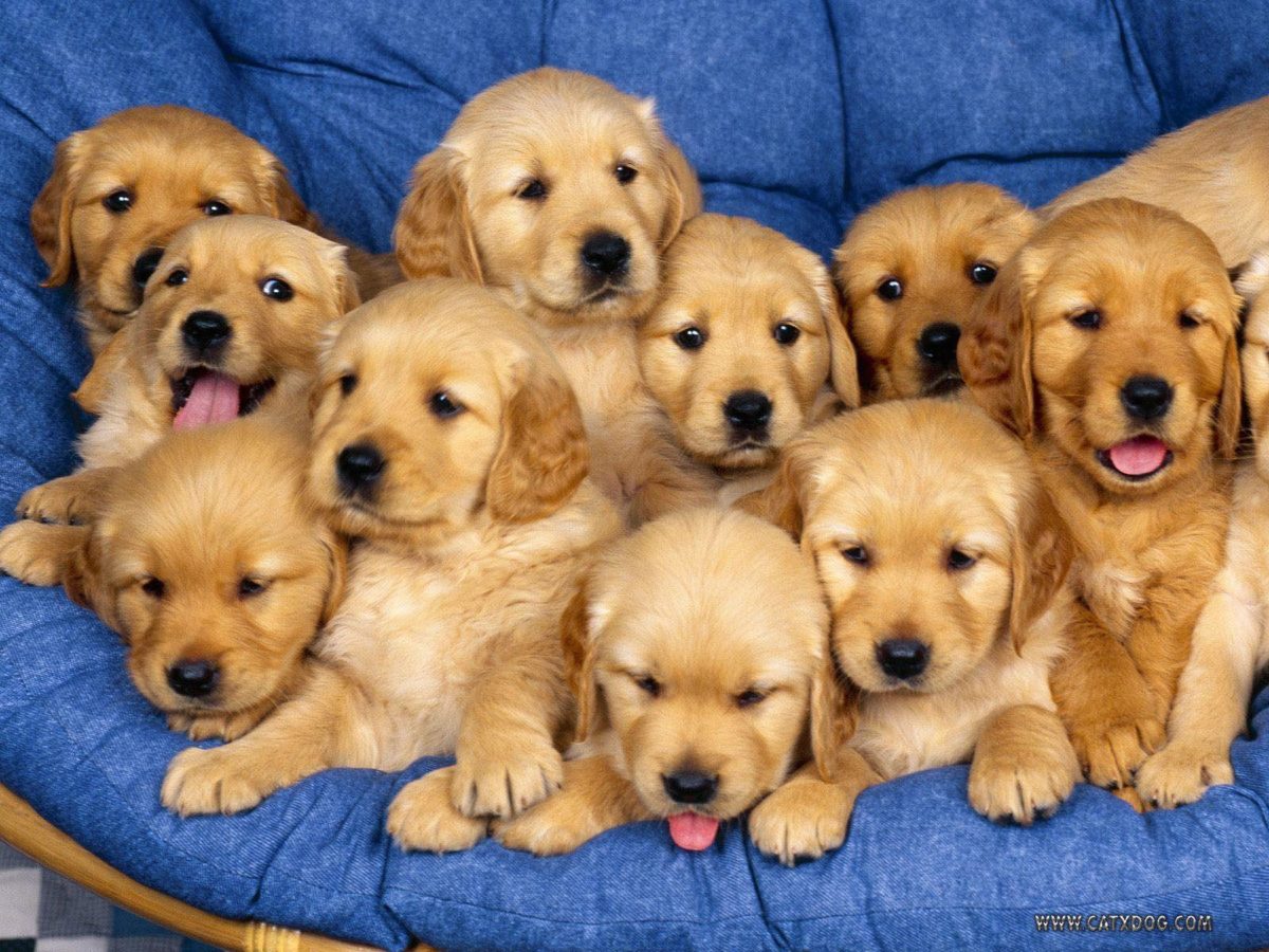 Aaaaaawwwwwwwwww Sweet !! – Puppies Wallpaper (9415255) – Fanpop
