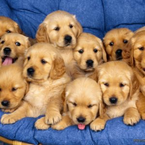 download Aaaaaawwwwwwwwww Sweet !! – Puppies Wallpaper (9415255) – Fanpop