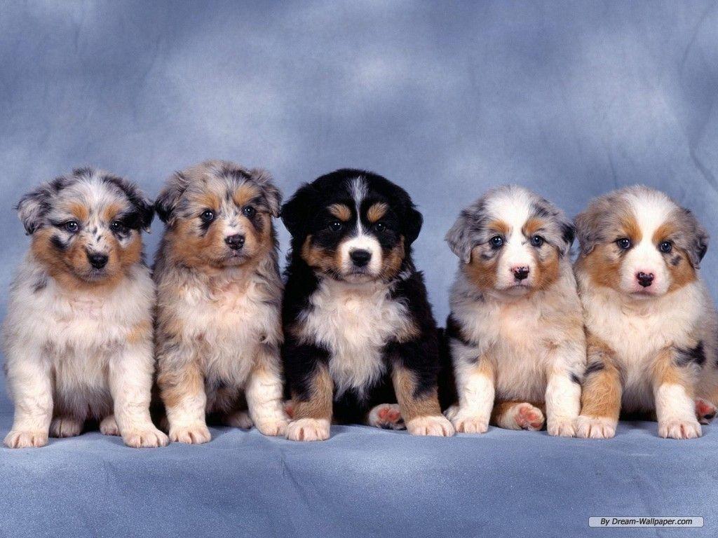 Funny Animals Zone: Puppies Wallpapers 2012