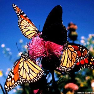 download Love Wallpaper: Butterfly Wallpapers