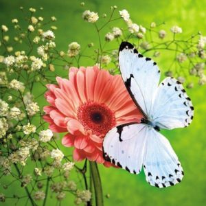 download Butterfly HD Wallpapers | Butterfly Desktop Images | Cool Wallpapers