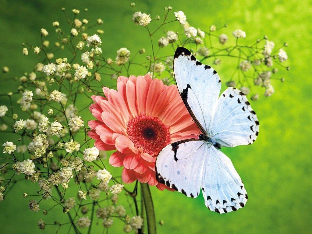 Butterfly HD Wallpapers | Butterfly Desktop Images | Cool Wallpapers