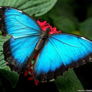 download Beautiful Wallpapers Of Butterflies | coolstyle wallpapers.