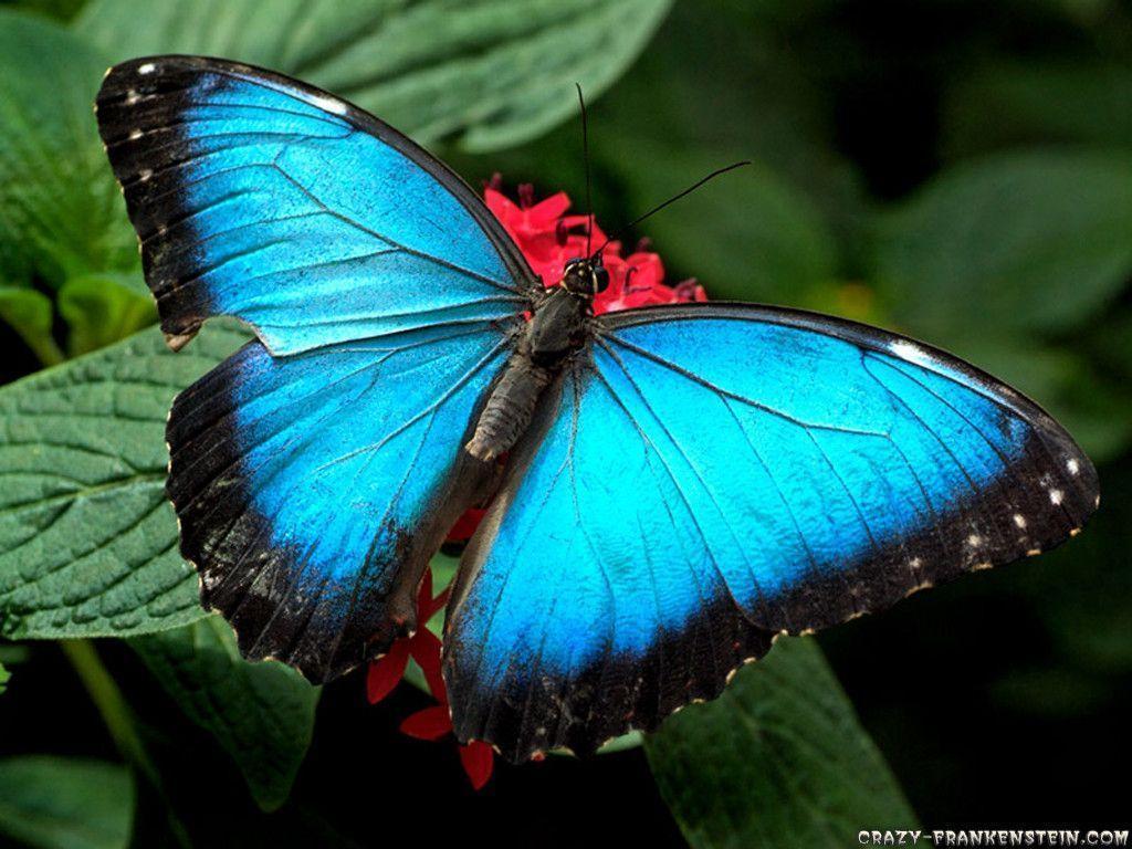 Beautiful Wallpapers Of Butterflies | coolstyle wallpapers.